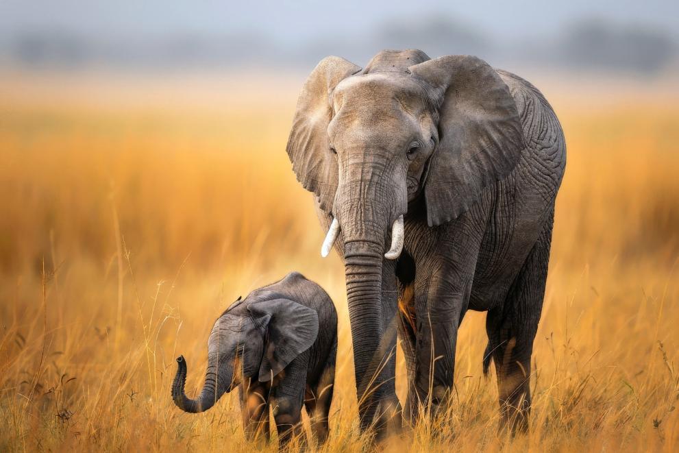 An infant elephant with its parent